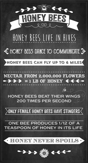 Queen Bee - Black Panel by Michael Miller