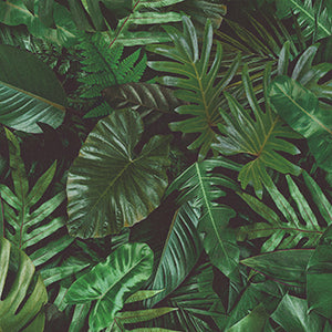 Imaginings - Jungle by Robert Kaufman